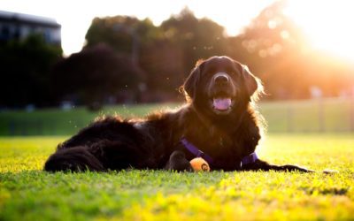 How To Protect Your Dog From Lyme Disease