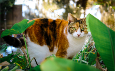 5 Ways to Help Your Cat Safely Enjoy Warm Weather