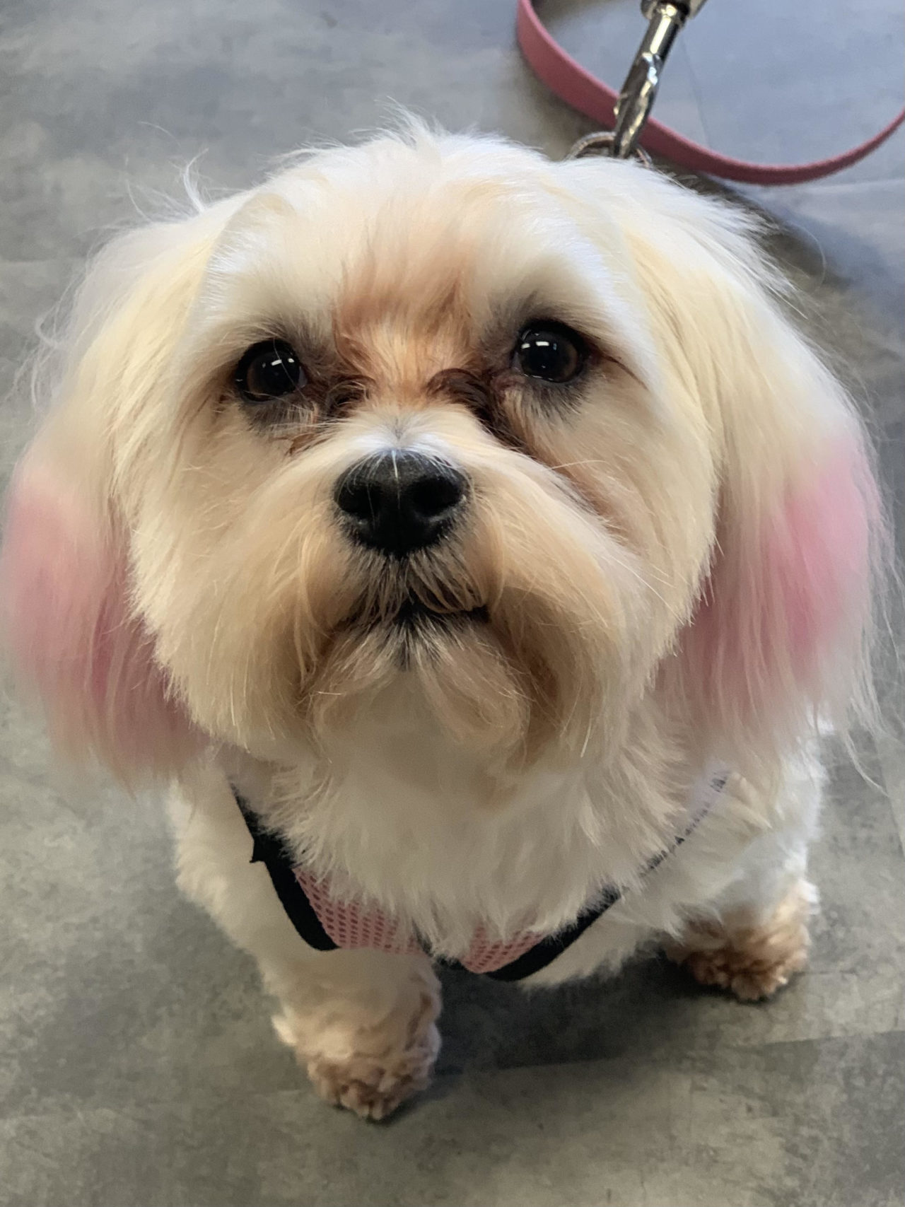 Missouri Veterinary Dermatology Center Gallery Vet Clinic In