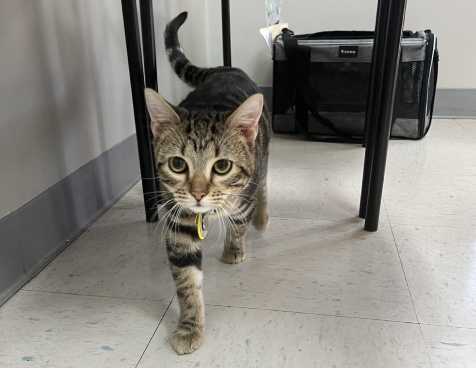 Missouri Veterinary Dermatology Center Gallery Vet Clinic In