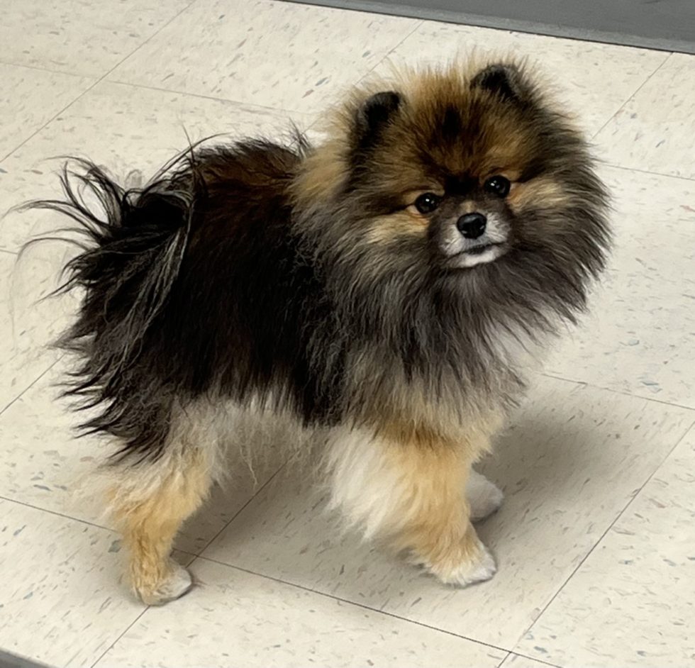 Missouri Veterinary Dermatology Center Gallery Vet Clinic In