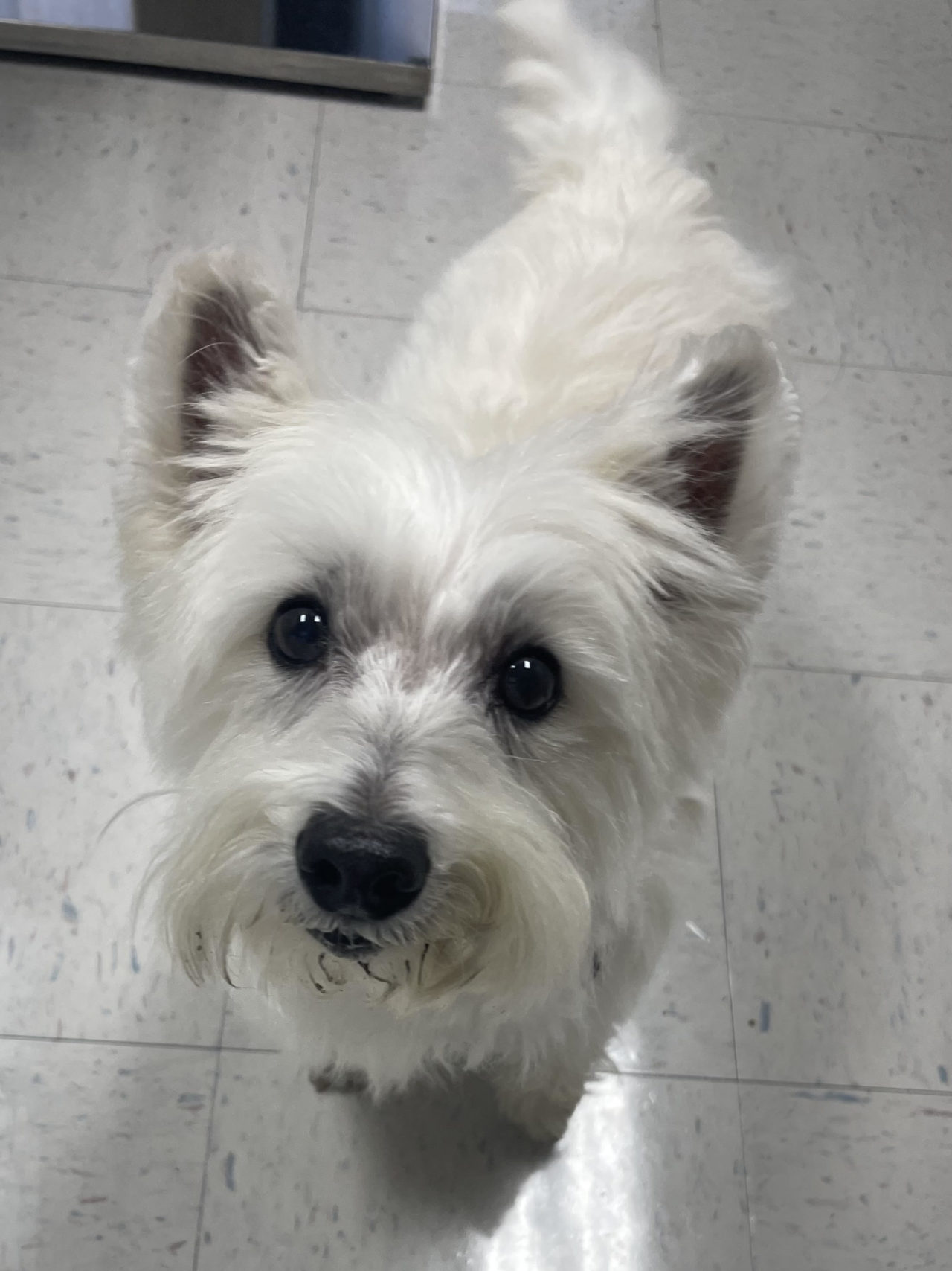 Missouri Veterinary Dermatology Center Gallery Vet Clinic In