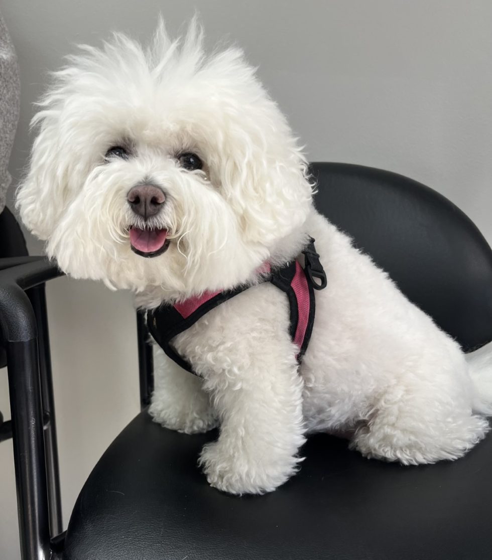 Missouri Veterinary Dermatology Center Gallery Vet Clinic In