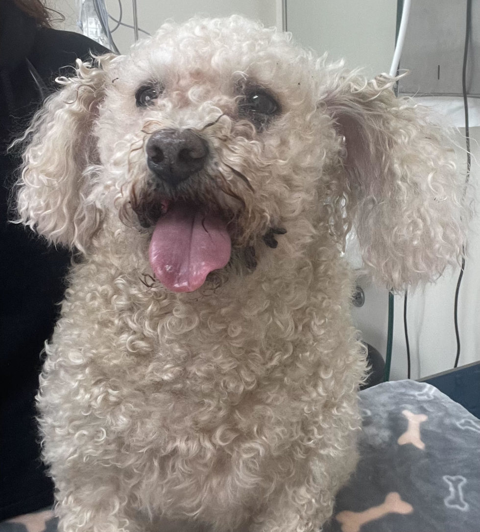 Missouri Veterinary Dermatology Center Gallery Vet Clinic In