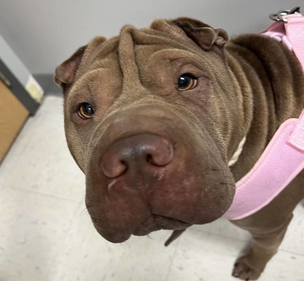 Missouri Veterinary Dermatology Center Gallery Vet Clinic In