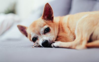 6 Pet Surgery Recovery Tips