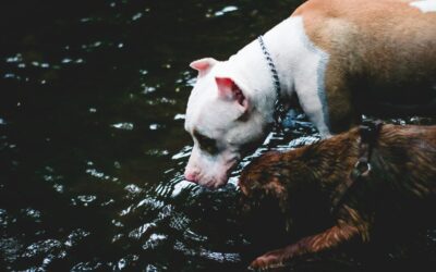 Keep Your Pet Hydrated in the Summer